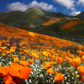 Uncovering the Vibrant Culture of Northern California