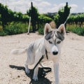 Unleashing the Fun: A Guide to Occasions in Northern California