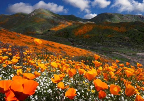 Uncovering the Vibrant Culture of Northern California