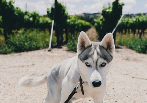Unleashing the Fun: A Guide to Occasions in Northern California